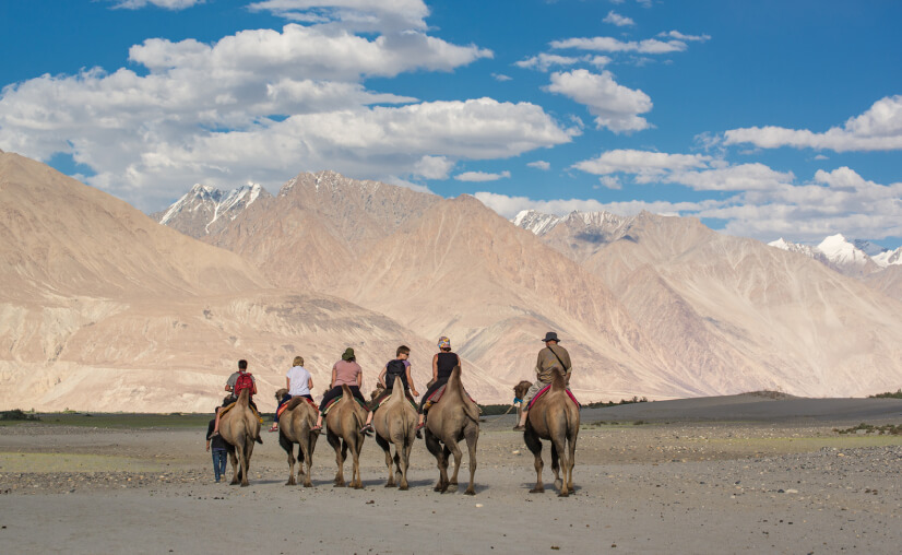 Camel Safari